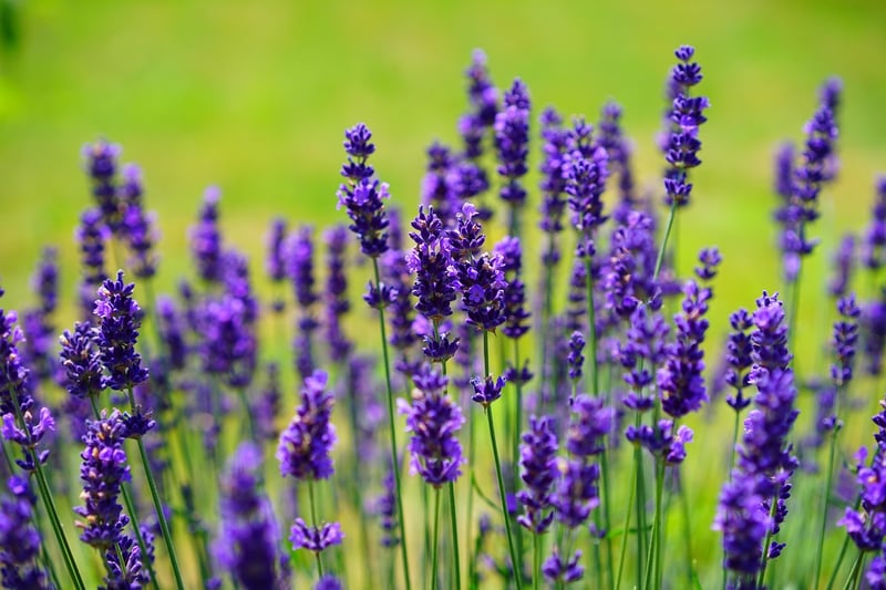 Fragrant Flowers