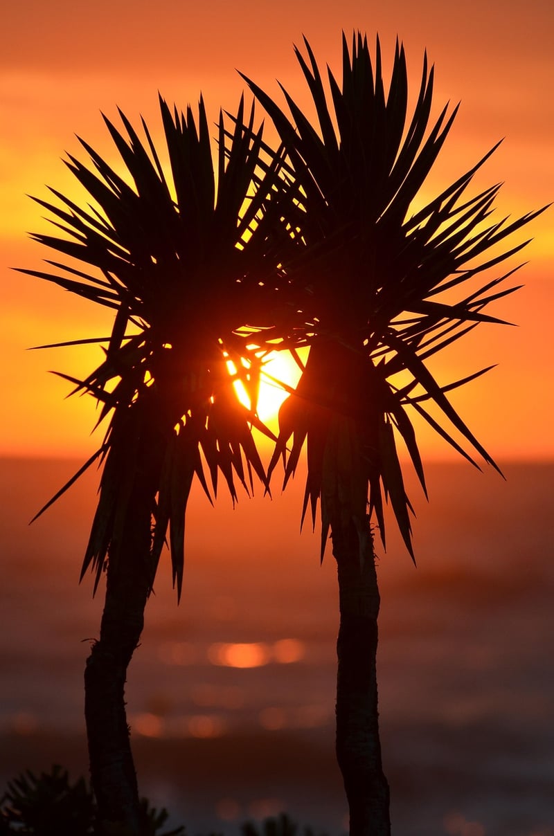 Tropical Palm Trees